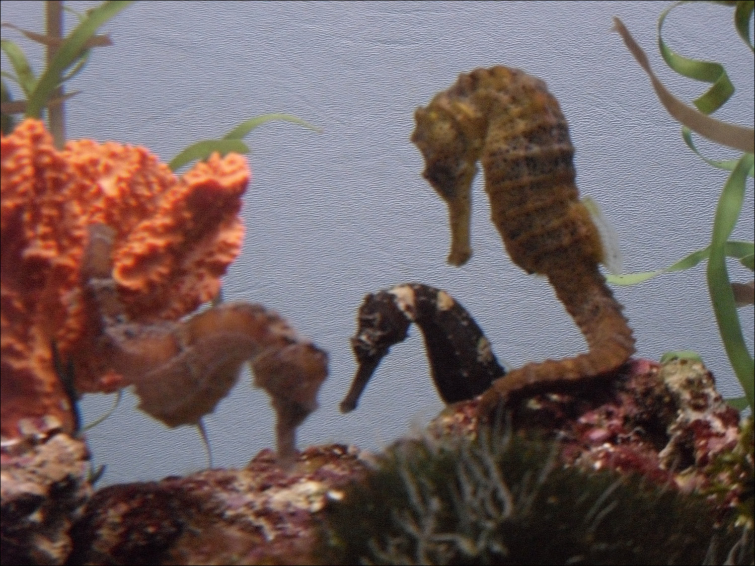 seahorses